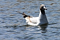 sorthovde maege IMG_4796